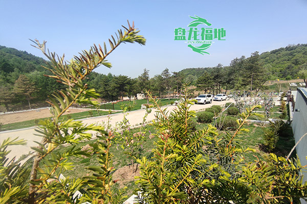 沈阳盘龙福地公墓草坪葬环保与简约的现代殡葬方式！