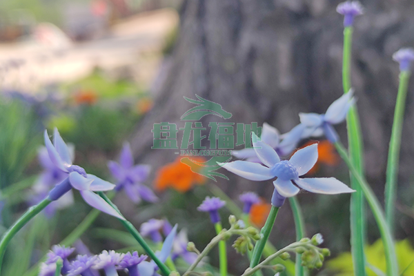 沈阳墓园葬礼仪式有哪些常见的环节和寓意？